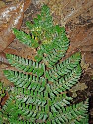 Polystichum proliferum. Apex of frond with two bulbils growing from the rachis.
 Image: L.R. Perrie © Leon Perrie CC BY-NC 3.0 NZ